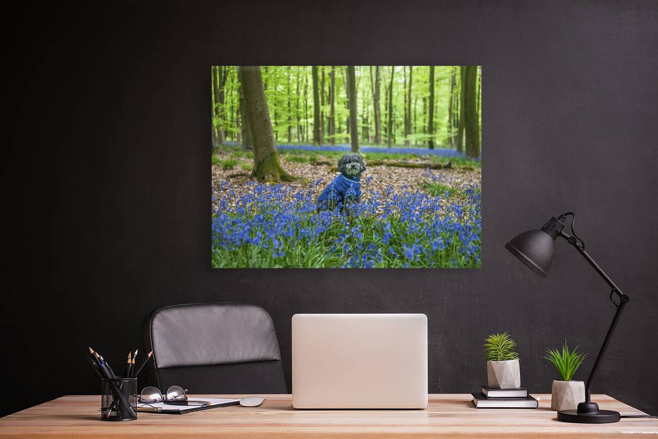 Dog in Bluebells Reproduction