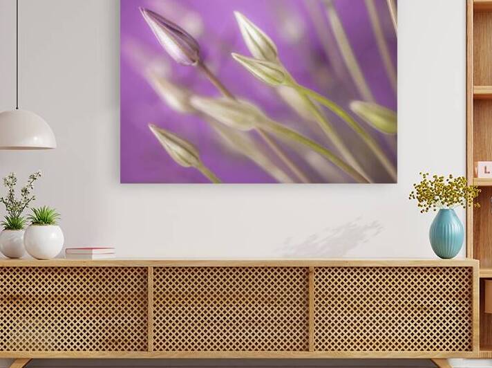 Purple Alliums by Assaf Frank