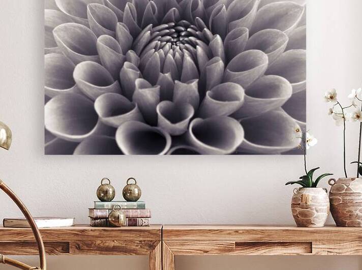 Dahlia Flower Reproduction