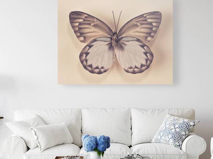 Butterfly by Assaf Frank