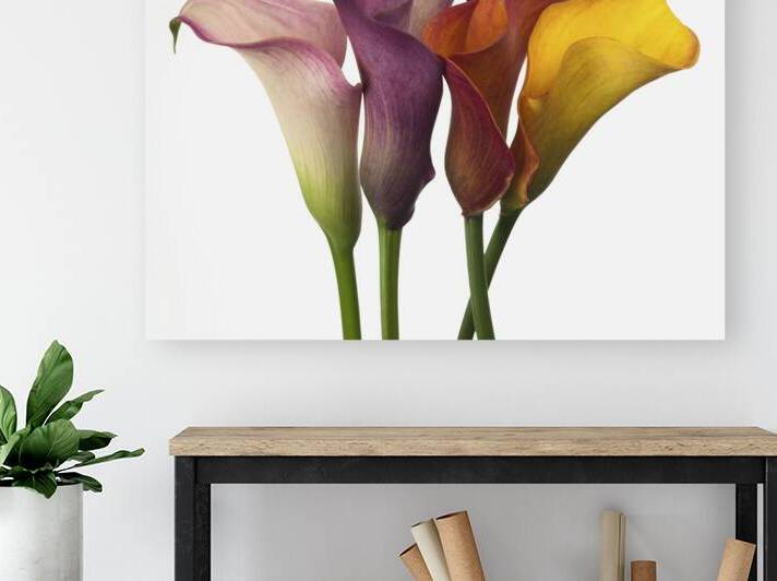 Calla Lilies by Assaf Frank