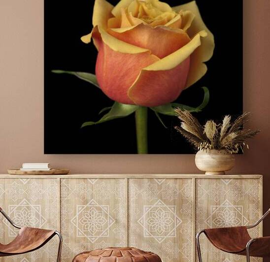 Romantic Rose by Assaf Frank
