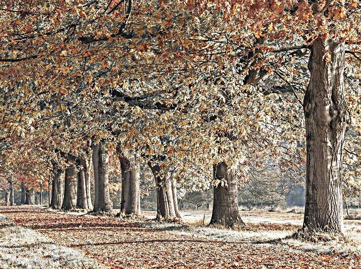 Fall Splendor Reproduction