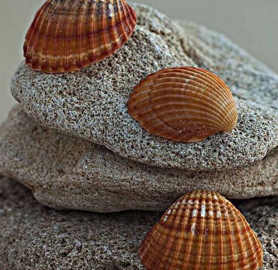 Sea shells on pebbles by Assaf Frank