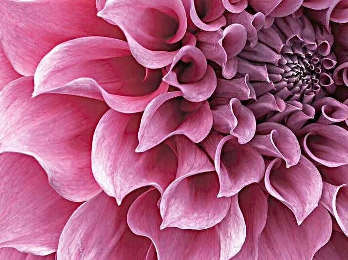 Dahlia Petals Reproduction