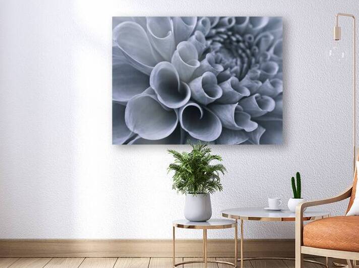 Petal Symphony by Assaf Frank