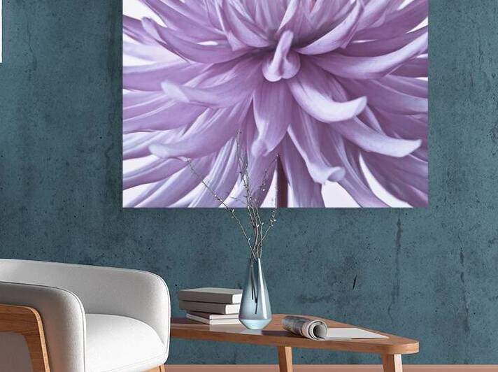 Spiky Petals by Assaf Frank
