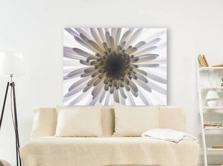 Chrysanthemums by Assaf Frank