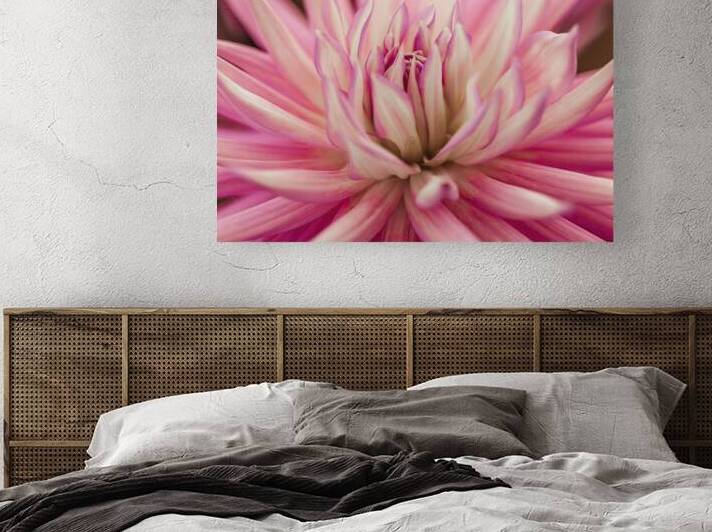 Radiant Dahlia Reproduction
