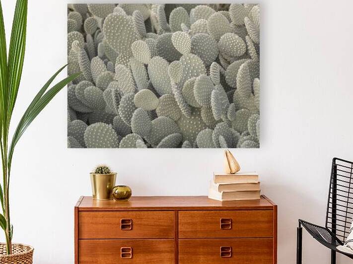 Cacti background Reproduction