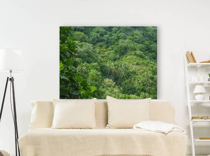 Evergreen Forest by Assaf Frank