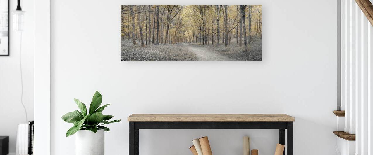 Golden forest path by Assaf Frank