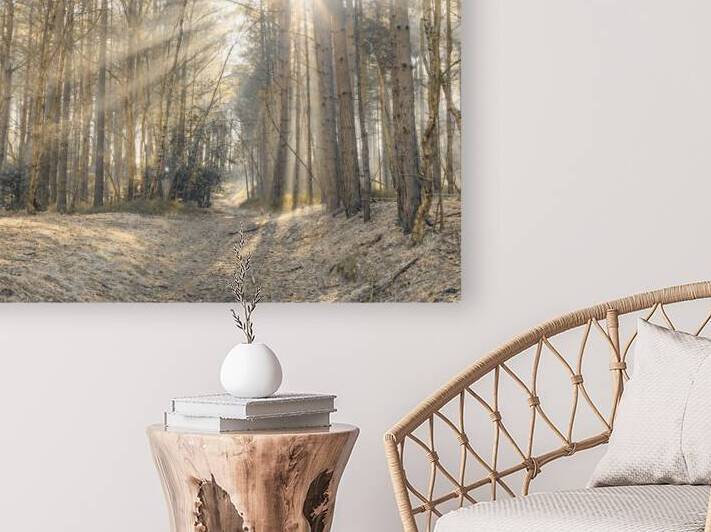 Sun Rays Painting the Forest Reproduction