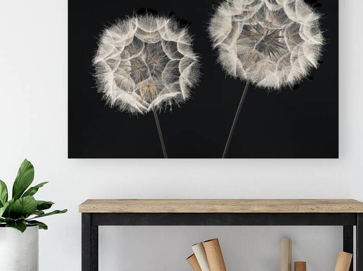 Dandelion Clock Reproduction