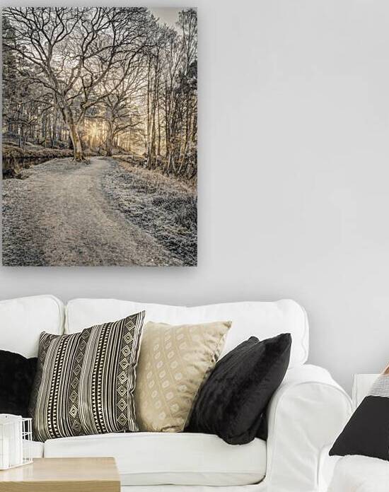 Forest Pathway Reproduction