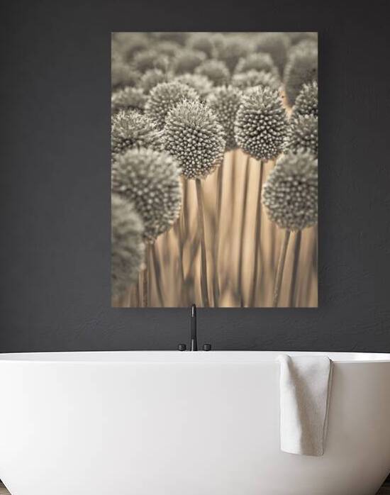 Allium flowers by Assaf Frank