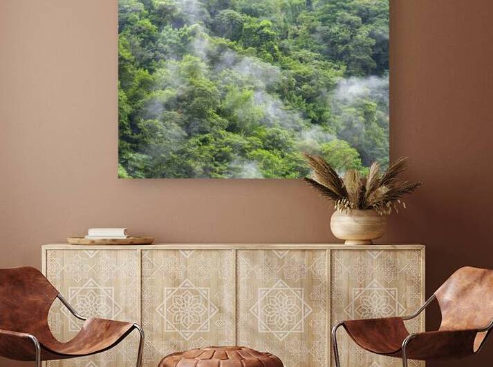 Smog in evergreen forest St Lucia by Assaf Frank