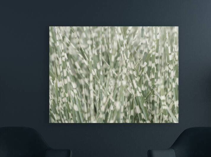 Whispering Grassland by Assaf Frank