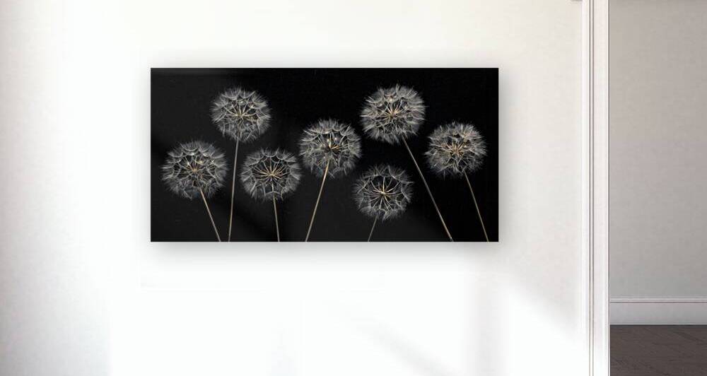 Dandelion Flowers Reproduction