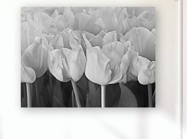 Bunch of Tulips close-up by Assaf Frank