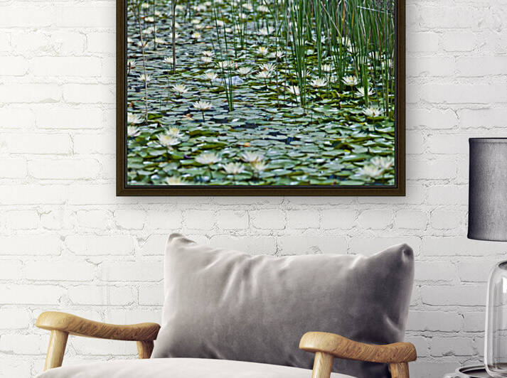 Water Lilies Reproduction