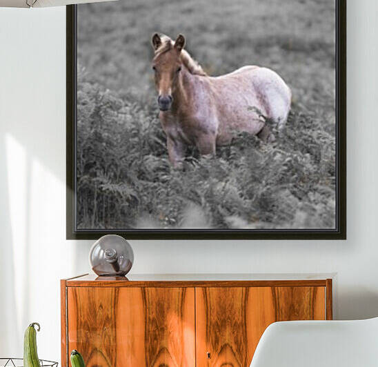Wild Horses, New Forest Reproduction