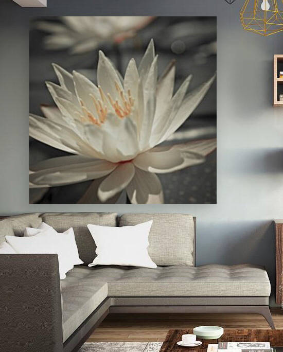 Water Lily Reproduction