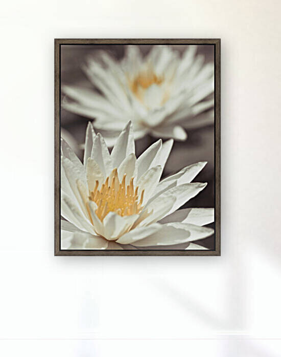Water Lilies Reproduction