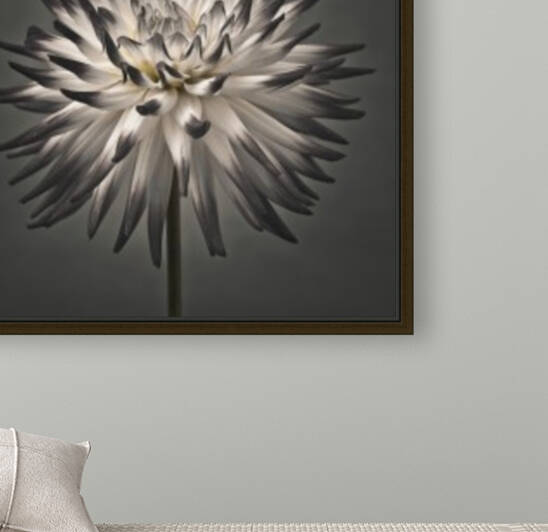 Dahlia Flower Reproduction