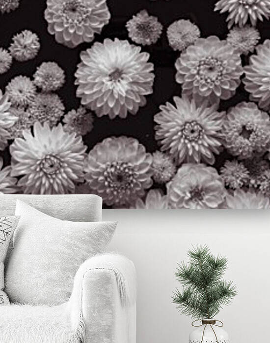 Dahlia Flowers, Full Frame Reproduction