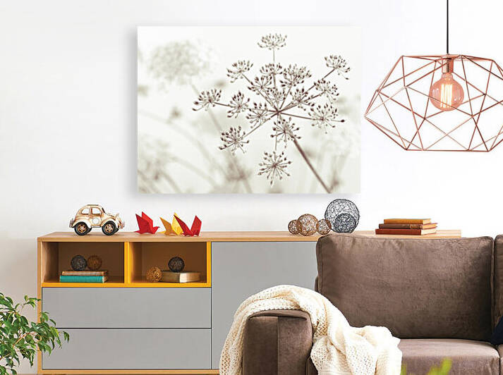 Cow parsley flower Reproduction
