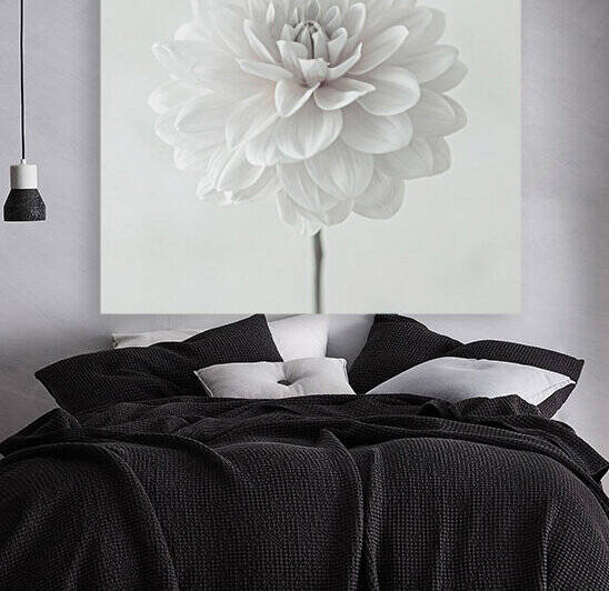 Dahlia flower on white background Reproduction