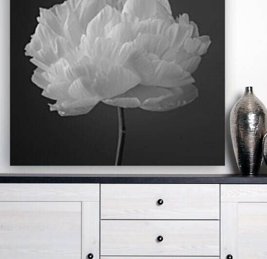 Peony flower Reproduction