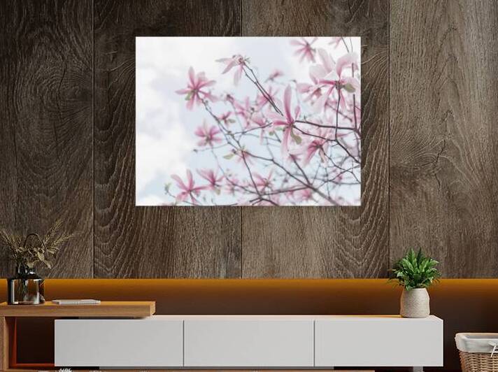Magnolias against sky by Assaf Frank