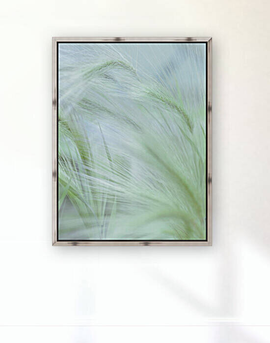 Wild grass Foxtail Barley by Assaf Frank