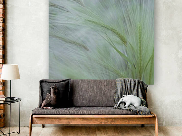 Wild grass Foxtail Barley by Assaf Frank