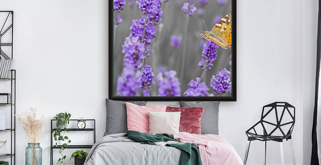 Butterfly Lavender flowers Reproduction