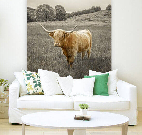 Highland Cows by Assaf Frank