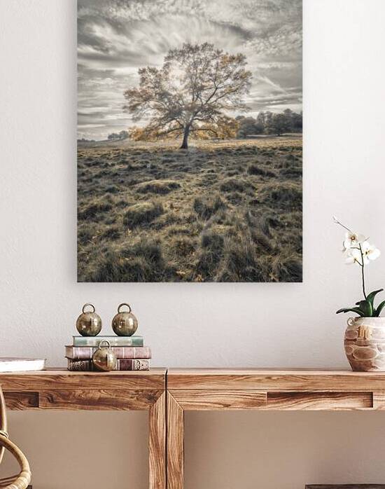 Single tree at autumn Reproduction
