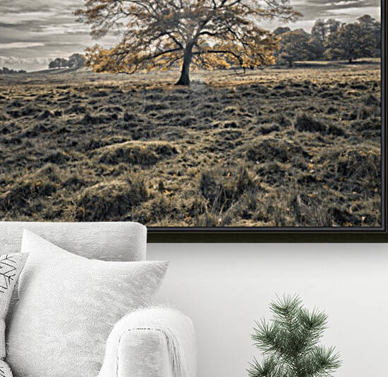 Single tree at autumn Reproduction