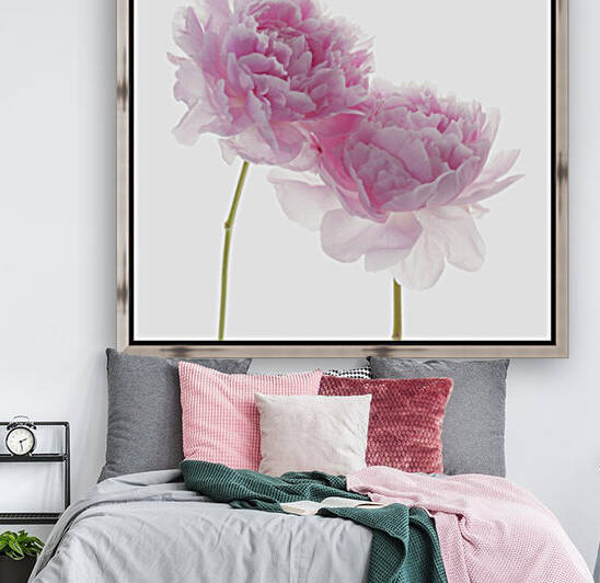 Peonies on white background Reproduction