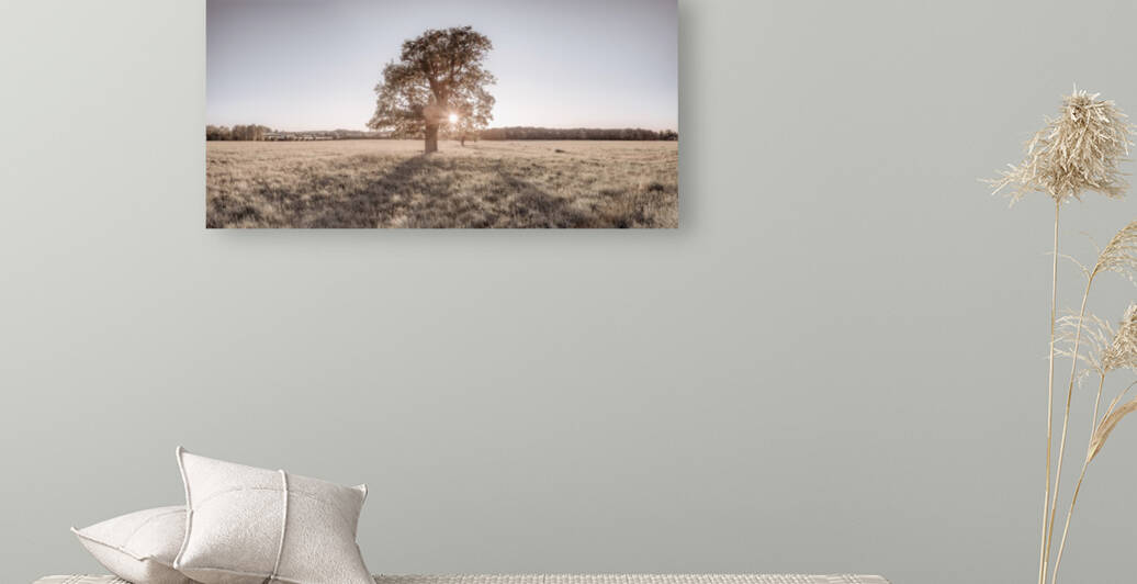 Sun shining through single tree Reproduction