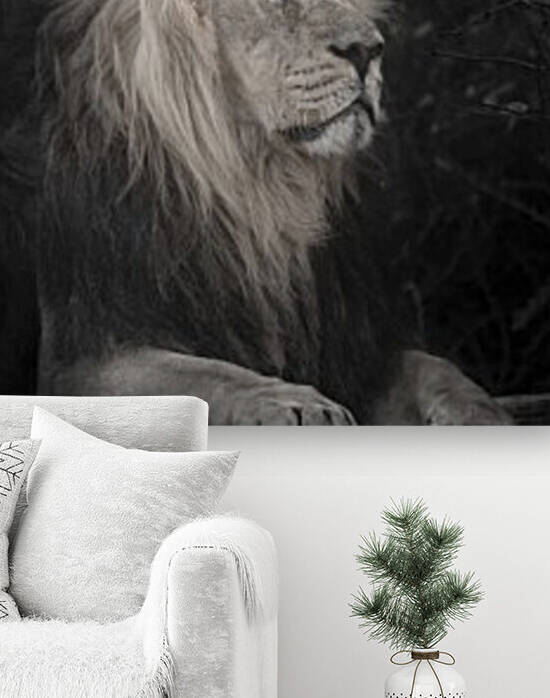 Lion Reproduction