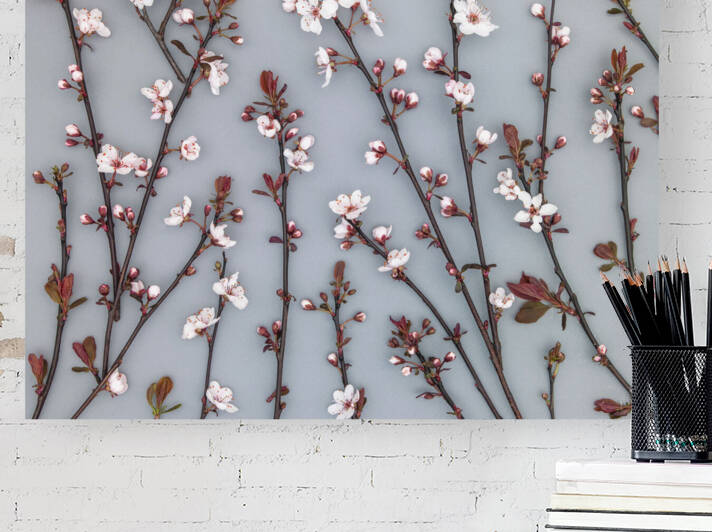 Ornamental Cherry Plant by Assaf Frank