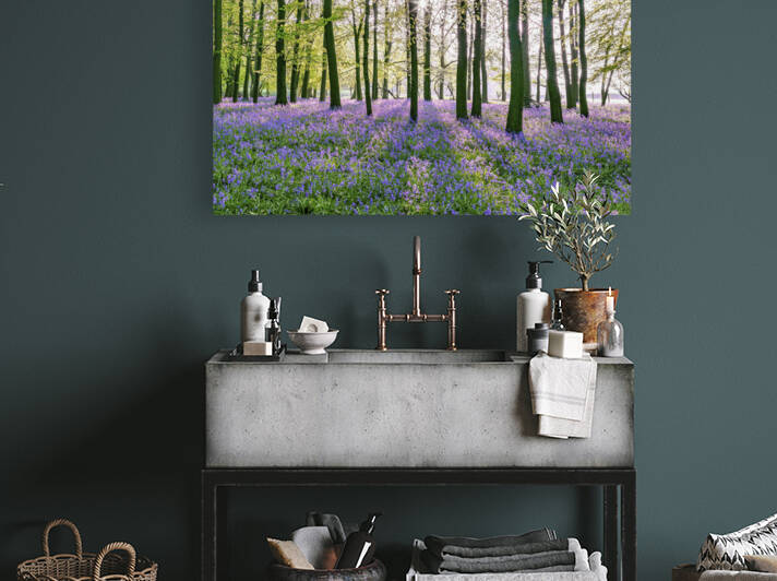Bluebells in Forest by Assaf Frank