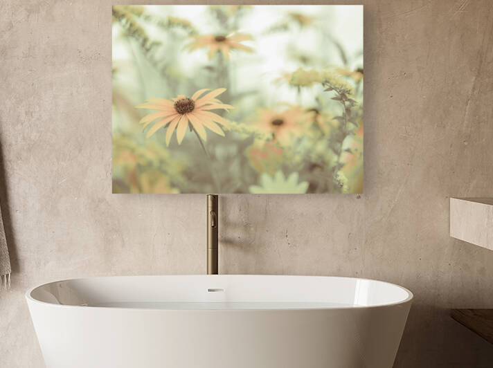 Cone flowers Reproduction