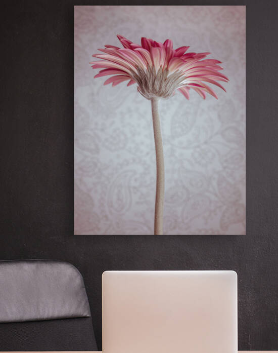 Gerbera Flower by Assaf Frank