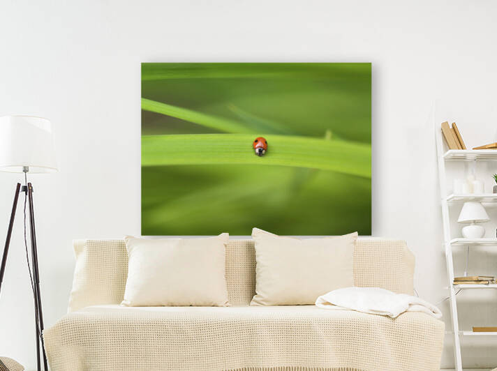 Ladybug  by Assaf Frank