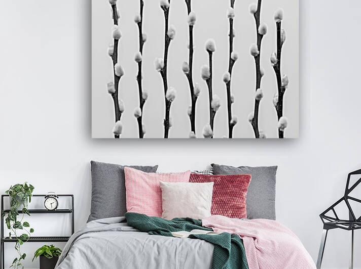 Pussy Willow Reproduction