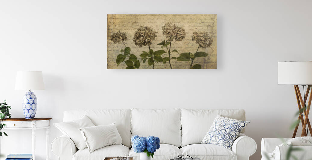 Timeless Beauty of Dried Hydrangea by Assaf Frank